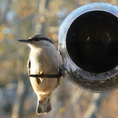Birdfeeder